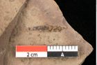 Foto (Detailsansicht) von Castanea atavia Unger (NHMW-GEO-2024-0188-0978)